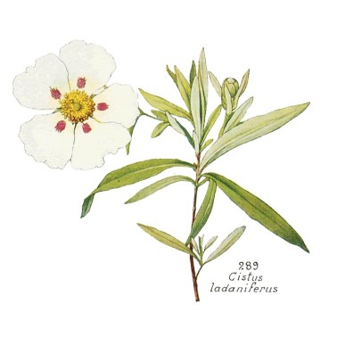 Ciste ladanifère