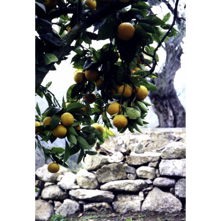 Détente&Relaxation aux agrumes