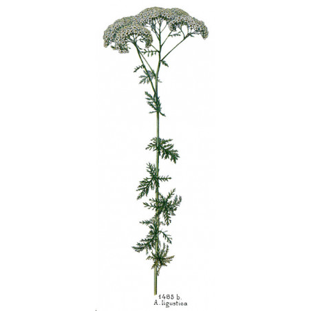 Huile précieuse au Néroli - 50ml